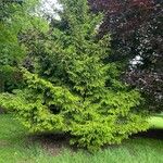Picea orientalis Elinympäristö