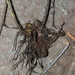 Triplophyllum securidiforme अन्य