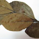 Forsteronia guyanensis Otro