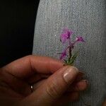 Clarkia pulchella 花