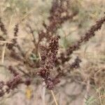 Rumex dentatus Blatt