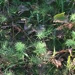 Paspalum repens Hábito