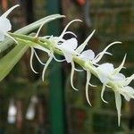 Oeoniella polystachys Квітка
