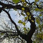 Morus alba Hábito