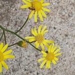 Senecio madagascariensis Flower