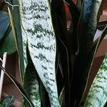 Dracaena trifasciata ഇല