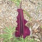 Dracunculus vulgaris Ліст