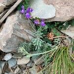 Linaria alpina Habit