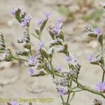 Limonium dodartii Other