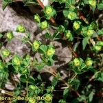 Euphorbia duvalii Habitus