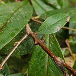 Cotoneaster frigidus Bark