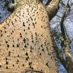 Ceiba speciosa Кора