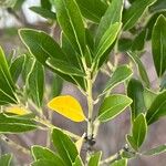 Ilex glabra Blatt