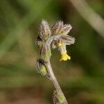 Myosotis balbisiana Other