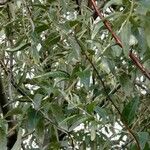 Elaeagnus angustifolia Foglia
