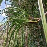 Pandanus muricatusList