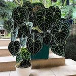 Anthurium clarinervium Yaprak