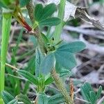 Chamaecytisus purpureus Fuelha