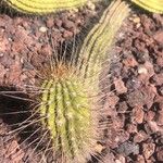 Echinopsis huascha Hoja