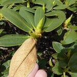 Rhododendron taliense Leaf