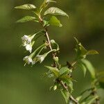 Prunus trichostoma Floare