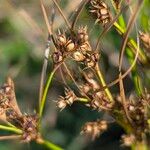 Juncus tenuis Fruto