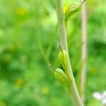 Erucaria hispanica Fruto
