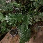 Philodendron radiatum Fulla