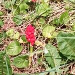 Arum italicumFruit