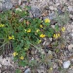 Medicago suffruticosaFlower