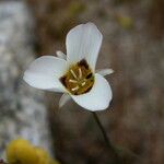 Calochortus leichtlinii Virág