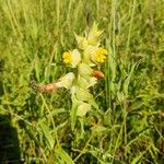 Rhinanthus major Квітка