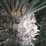 Encephalartos paucidentatus Corteza