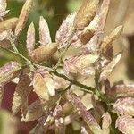 Eragrostis cilianensis Fleur