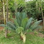 Cycas circinalis Leaf