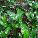 Casearia acuminata Листок