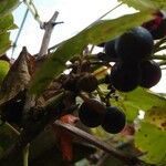 Vitis labrusca Fruchs