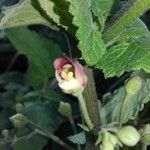 Scrophularia scorodonia Other