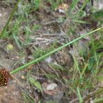 Juncus conglomeratus Folha