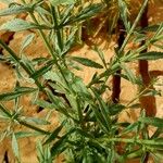 Scoparia dulcis List