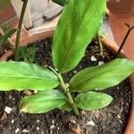 Alpinia galanga Leaf