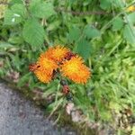 Pilosella guthnikiana Flower