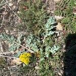 Cymopterus longipes Yeri