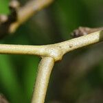 Ipomoea violacea Кора