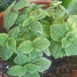 Pilea mollis Hoja