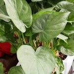 Alocasia cucullata Blad