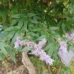 Vitex agnus-castusFloare