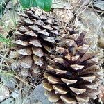 Pinus ponderosa Fruit