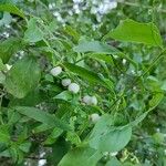 Chiococca alba Fruit