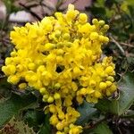 Berberis aquifolium花